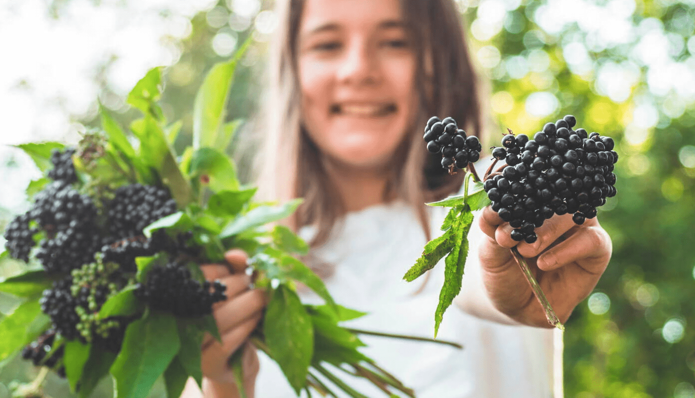 Understanding Elderberry WholeLife Pharmacy & Healthfoods